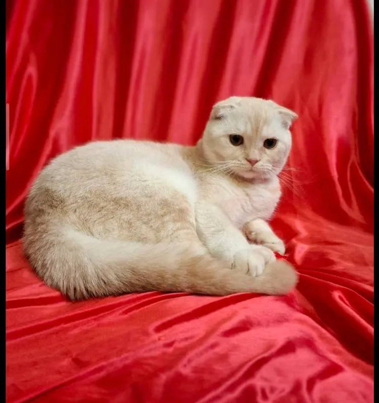 шотландский скоттиш фолд