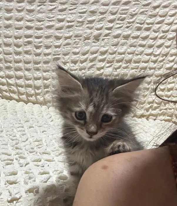 Котенок девочка 1-1,5 месяца