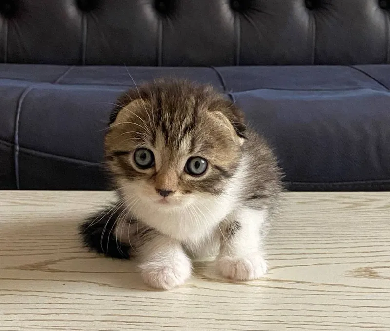 Mushuk sotiladi srochnaa 3 Mushuk sotiladi srochnaa 3