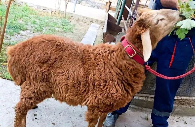 Srochna Arzon Haqiqiy Zoti Sifat Toza Qazoqi Qochqor sotiladi 4 Srochna Arzon Haqiqiy Zoti Sifat Toza Qazoqi Qochqor sotiladi 4