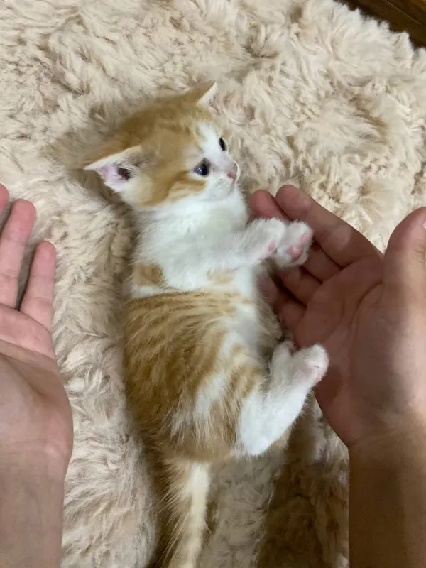 кошка 3 кошка 3