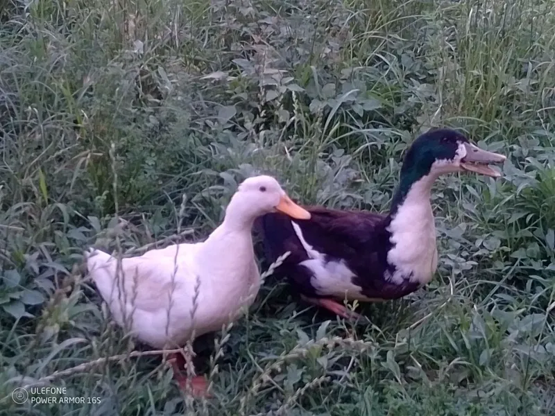 Oʻrdaklar sotiladi