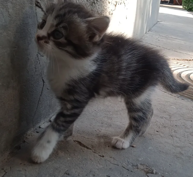 котята, — фото 3 котята, — фото 3