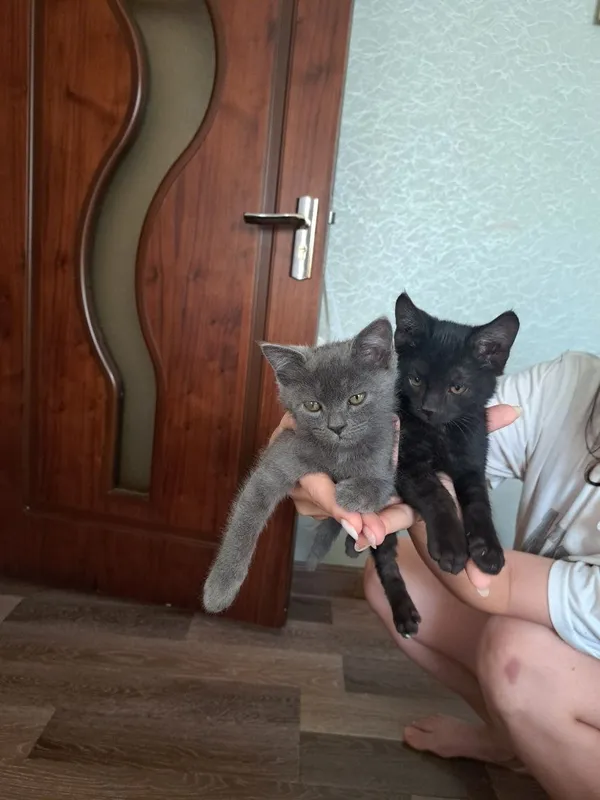 котята совершенно здоровые мальчики 1 котята совершенно здоровые мальчики 1