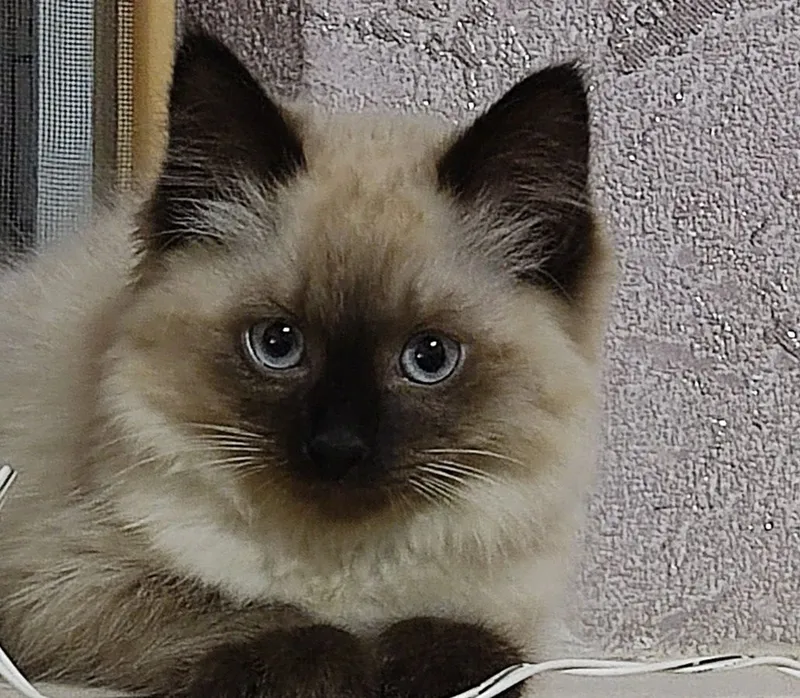 Продается котенок Породы Балинез 2