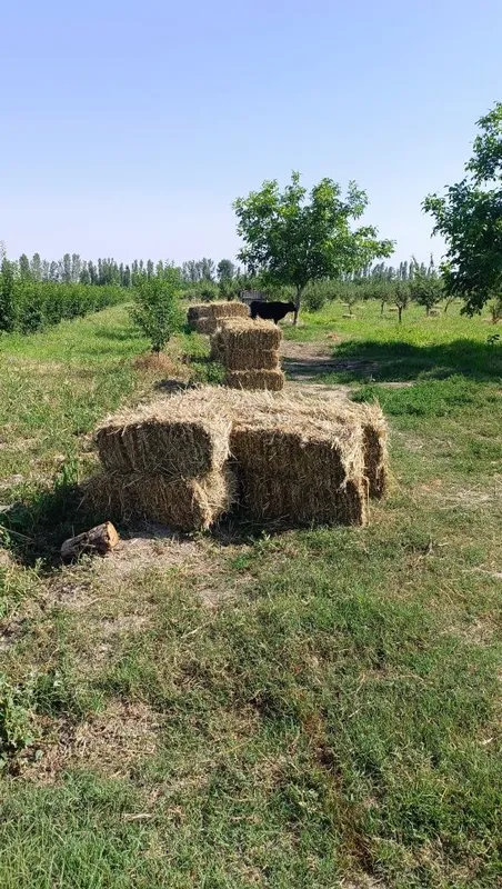 O't press sotiladi