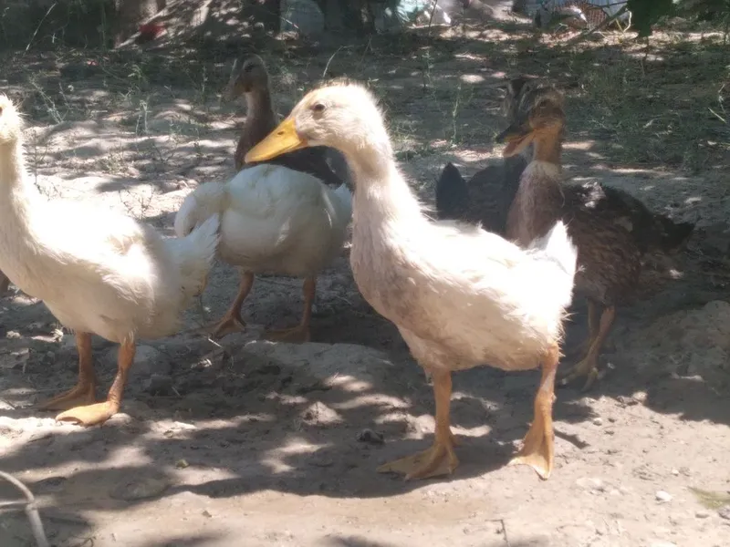 Zordor pekin ordaklari 3 Zordor pekin ordaklari 3