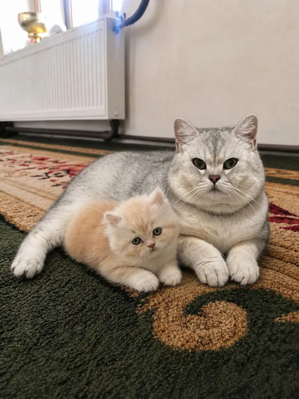 juda shirin mushuklar sotiladi