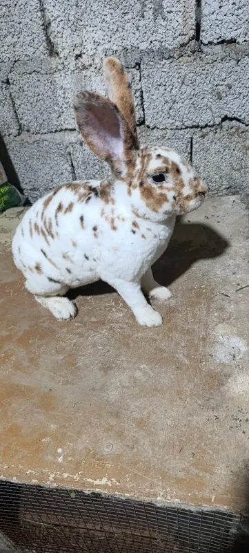 Trikalor quyonlar sotiladi 3 Trikalor quyonlar sotiladi 3