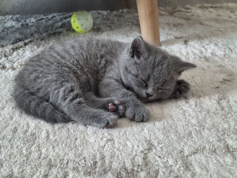 Продаются котята породестые. — фото 4