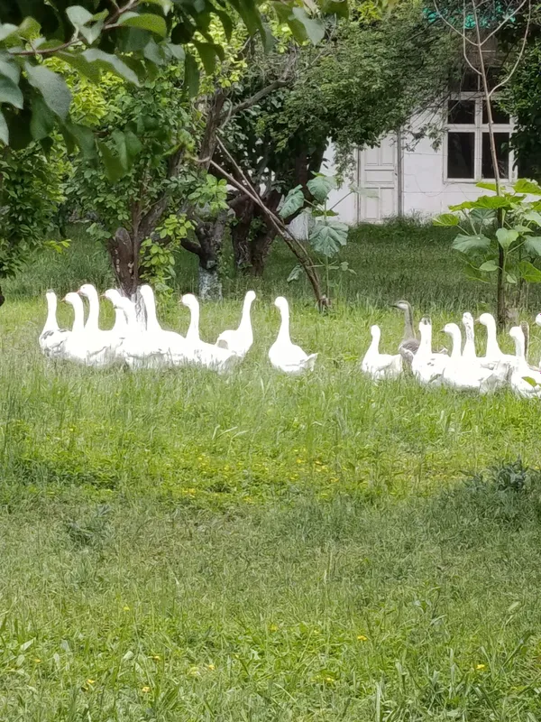 Гоз Линда Гус Линда — фото 7