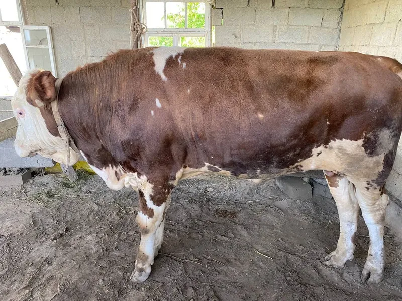 Smental hoʻkiz buqa