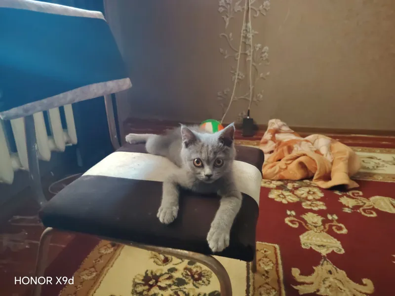 Британский мушук 2 йарим ойлик киз 2 Британский мушук 2 йарим ойлик киз 2