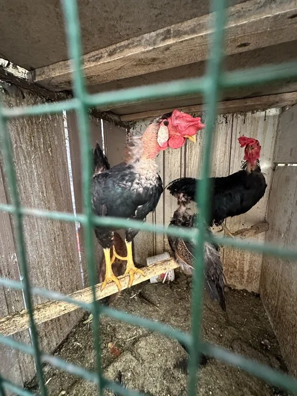 Dakan xurozlar tovuklari bn birga 4 ta xoroz 5 tovuk Tuxum beradi 3 Dakan xurozlar tovuklari bn birga 4 ta xoroz 5 tovuk Tuxum beradi 3