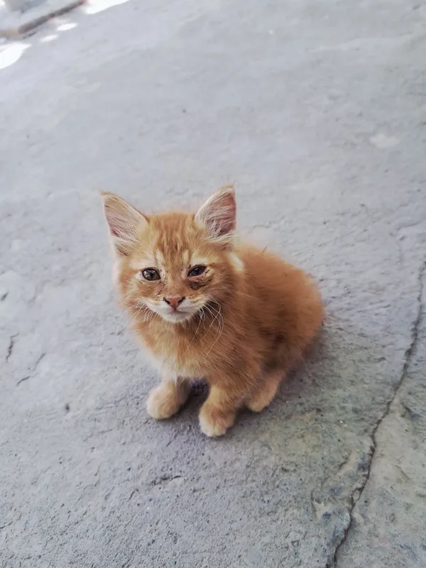 Mushuk. Kimga kerak boʻlsa 7 Mushuk. Kimga kerak boʻlsa 7