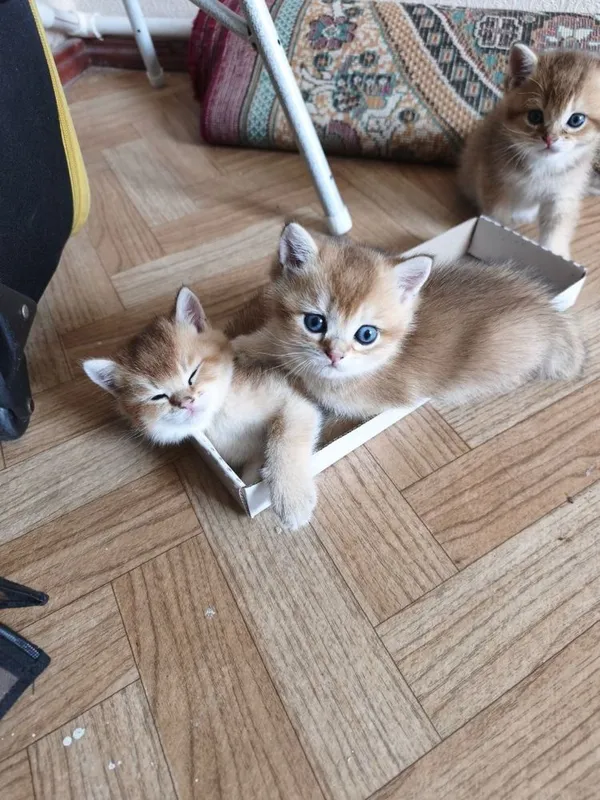 Продаются котята породы британская короткошерстная (золотая шиншилла) — фото 1