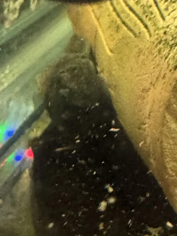 Вуалевые сомики — фото 4