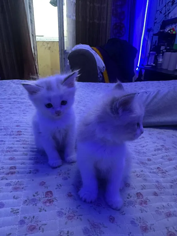 СИБИРСКИЕ КОТЯТА — фото 8