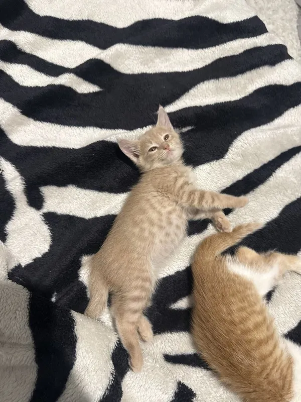 Отдам в добрые руки котенка — фото 2
