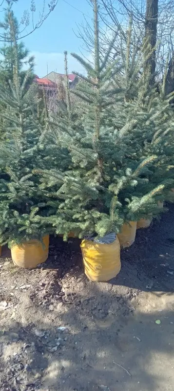 Barcha turdagi manzara va mevali