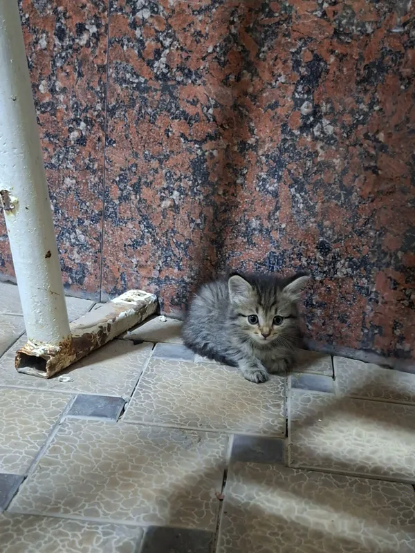 mushuk (tabby domestic cat) 3