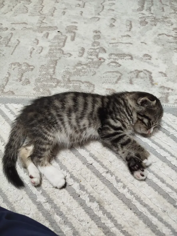Scottish Fold — фото 1