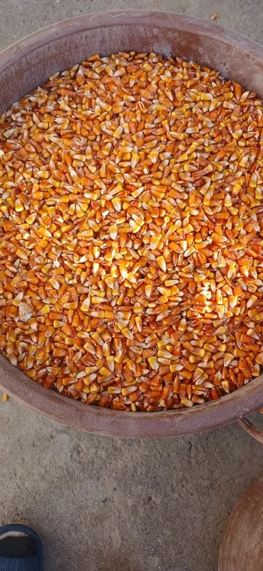 440somdan johori