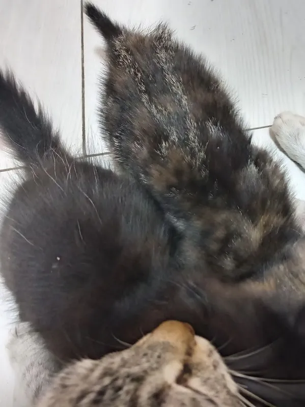 Котята отдам в хорошие руки