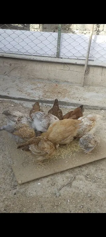 Продаются домашние цыплята — фото 5