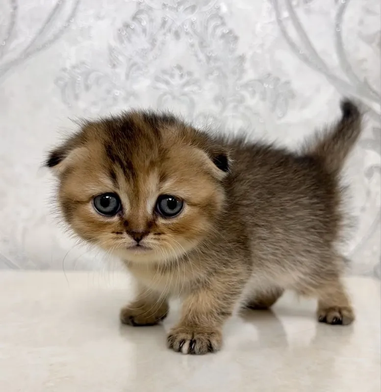 Scottish Fold chinchilla 4 Scottish Fold chinchilla 4
