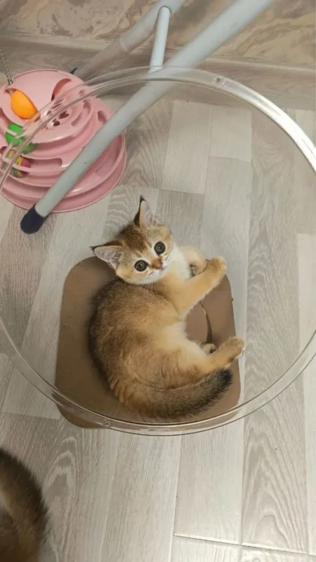 Продаются котятки — фото 4
