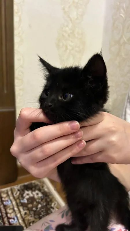 котёнок в добрые руки 2
