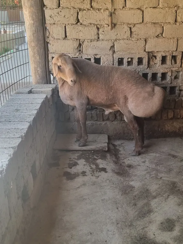 Qochqor zotga zor 2 Qochqor zotga zor 2