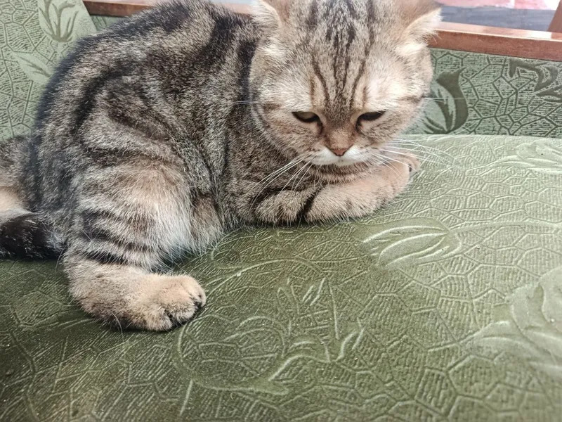 Мушук сотиляпти Скоттиш фолд — фото 1