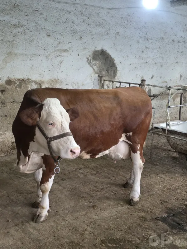 Semental Sotiladi 20 l sut beradi 8 Semental Sotiladi 20 l sut beradi 8