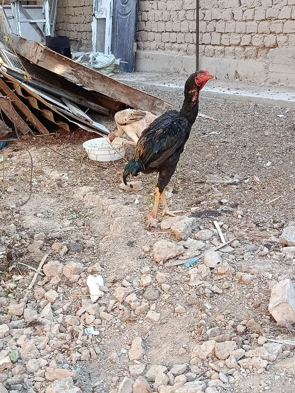 Dakan, boboqi jo'ja 6 Dakan, boboqi jo'ja 6