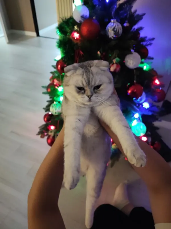 Кот породистый Шотландец 2 Кот породистый Шотландец 2