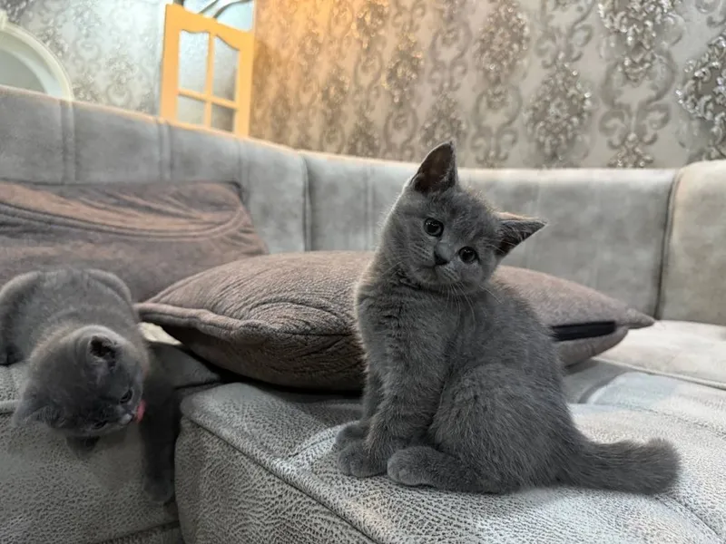 Британские котятя — фото 3