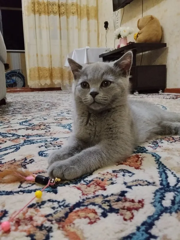 Британские котята 5 Британские котята 5