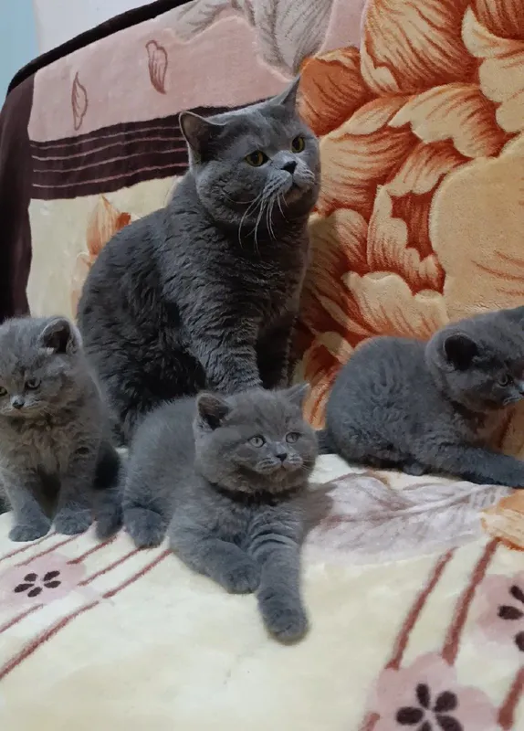 Вязка! Скоттиш страйт .Г.Чирчик рядом с Ташкентом — фото 6