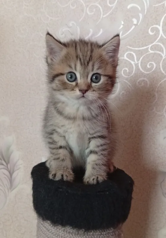 Британские котята.Акция!За двоих 700.000!