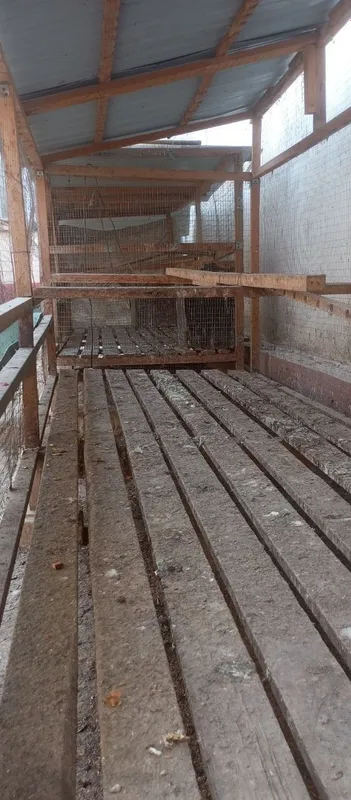 Товук катак сотилади срочний сураганга нархи келишилади. — фото 3 Товук катак сотилади срочний сураганга нархи келишилади. — фото 3