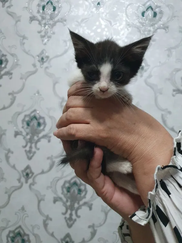 Котята в хорошие руки 2 Котята в хорошие руки 2