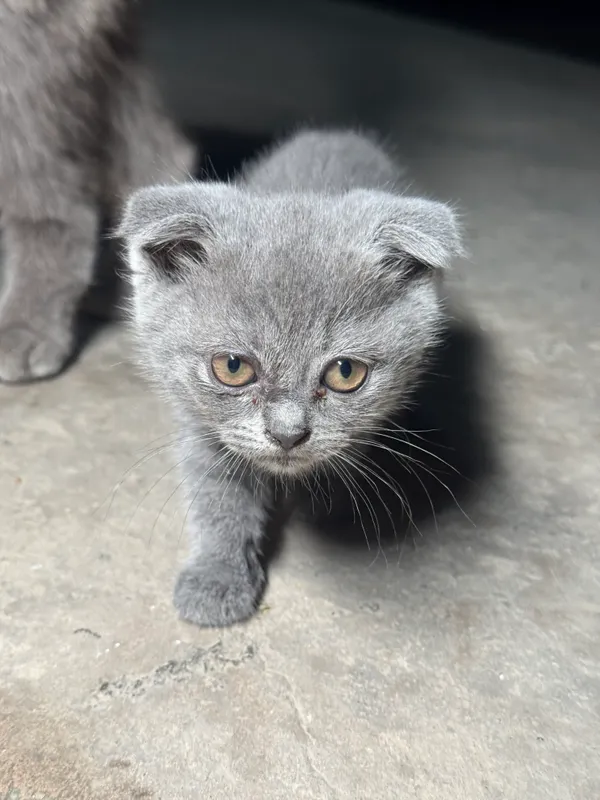 Продаются породистые котята! 10 Продаются породистые котята! 10