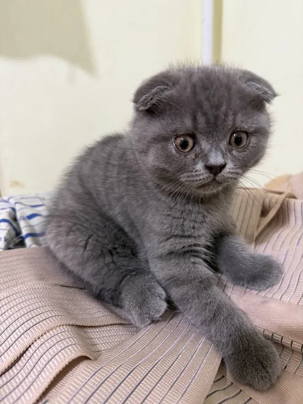 Scottish fold mushug 1 Scottish fold mushug 1