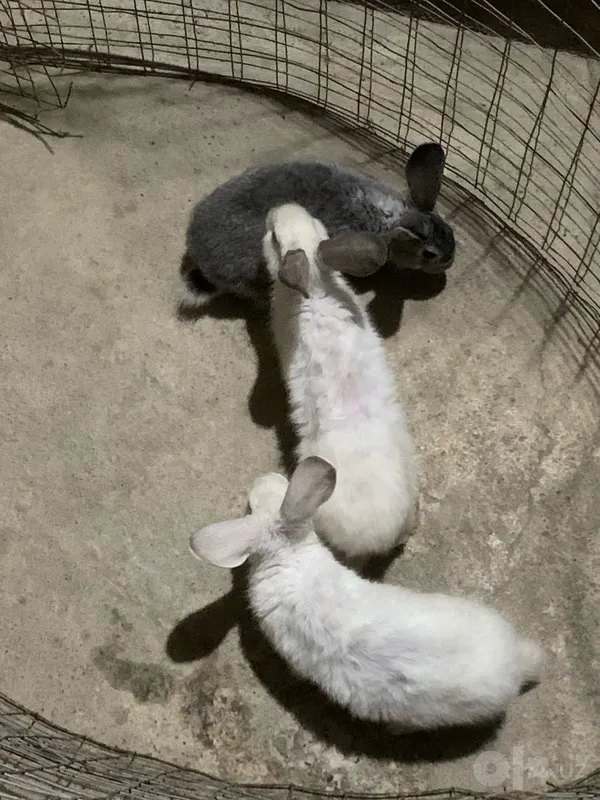 2 tasi ogil 1 tasi qiz 3 2 tasi ogil 1 tasi qiz 3