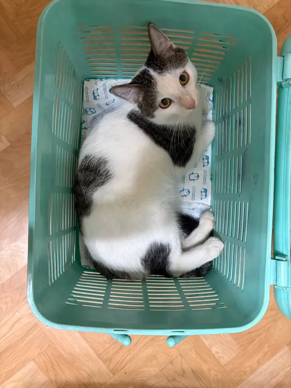 Потерялся кот по имени Муня
