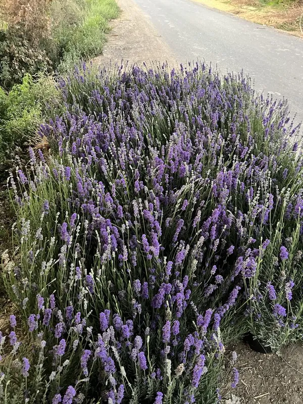 Lavanda gullari fransuskiy — фото 2