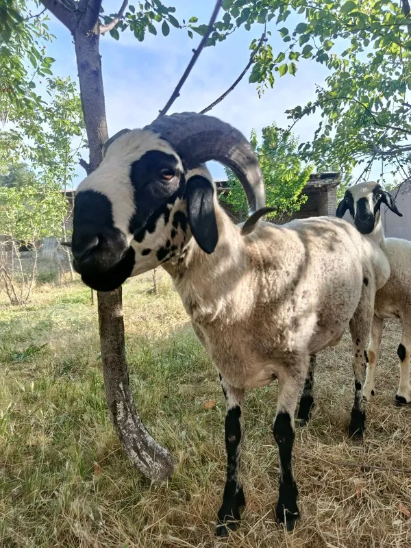Qo'chqor sotiladi.Qurbonlik uchun to'g'ri keladi.