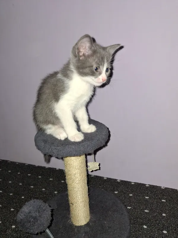 котята 3 котята 3